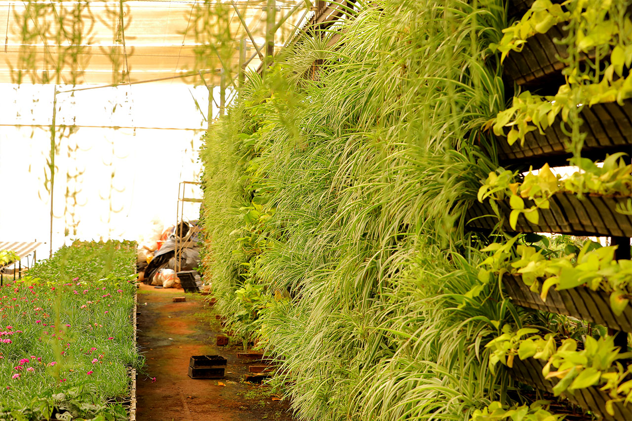 Sbl Farms Green walls and Living walls, Vertical Garden, Bio Curtains
